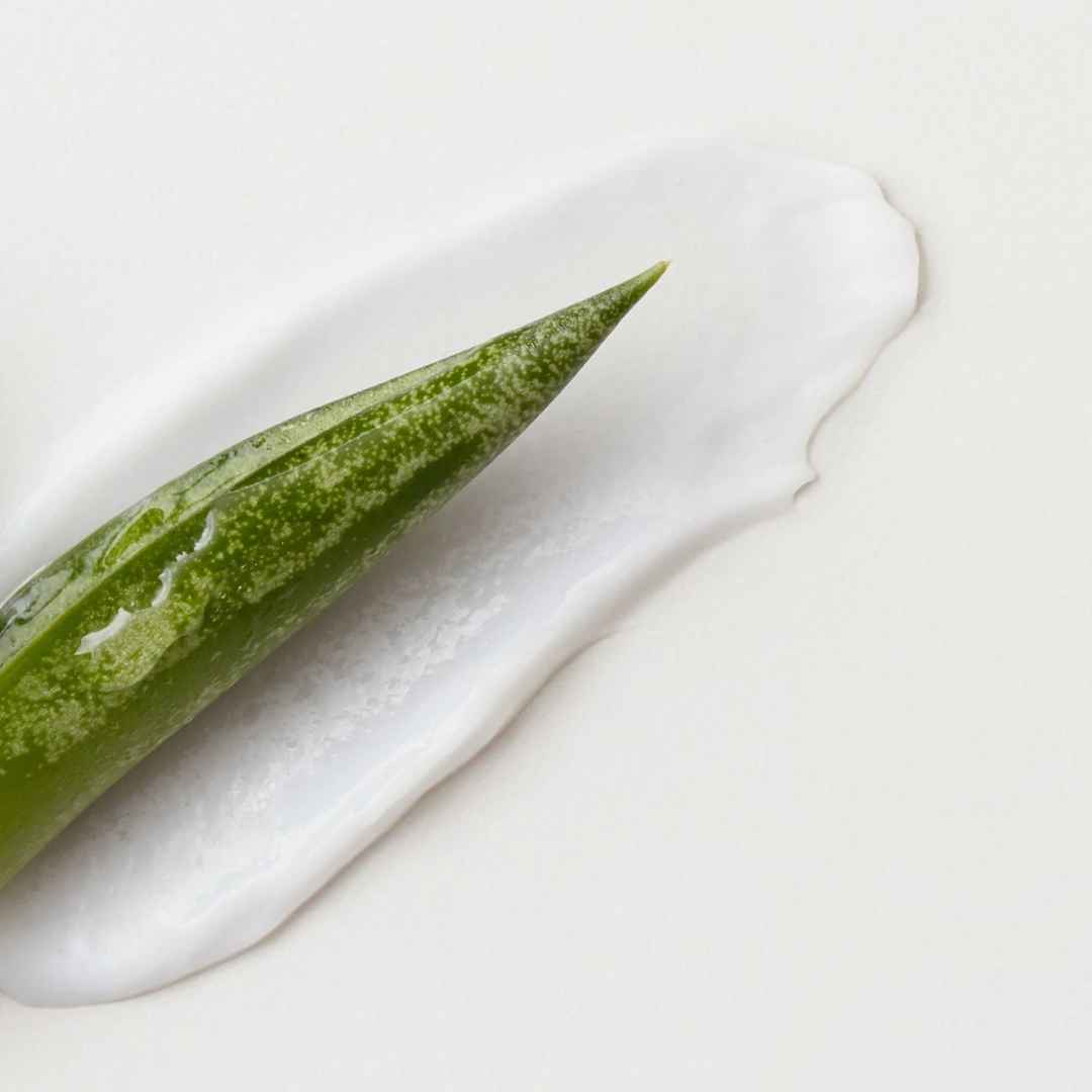 Green aloe vera leaf on a white background