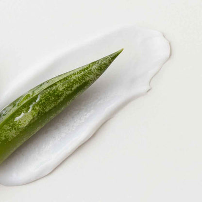 Green aloe vera leaf on a white background